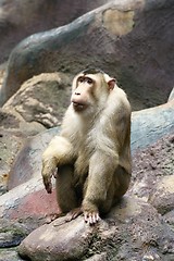 Image showing pig-tailed macaque