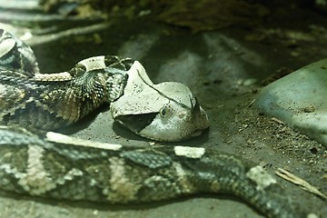 Image showing west african gaboon viper
