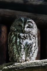 Image showing tawny owl