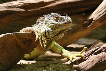 Image showing green iguana