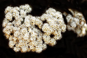 Image showing flower with white blossom