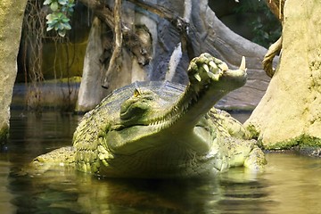 Image showing gavial