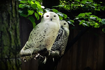 Image showing snowy owl