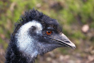 Image showing head of the emu