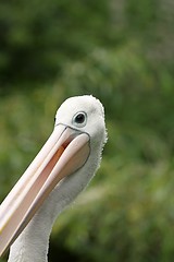 Image showing australian pelican