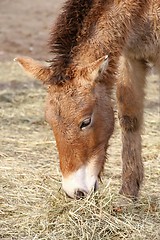 Image showing przewalski\'s horse