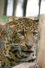 Image showing javan leopard