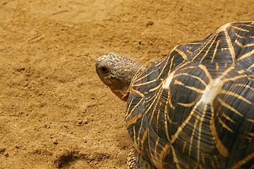 Image showing indian star tortoise
