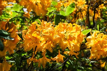 Image showing flower with yellow blossom