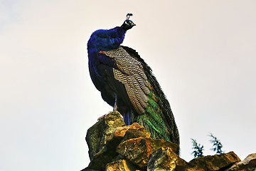 Image showing peacock