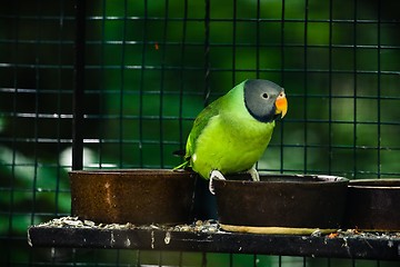 Image showing Slaty-headed parakeet