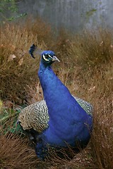 Image showing peacock