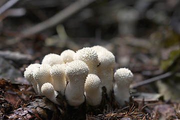 Image showing unidentified white puffballs