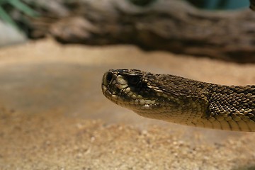 Image showing eastern diamondback rattlesnake