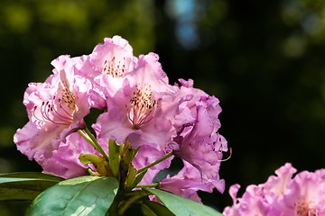 Image showing flower with purple blossom