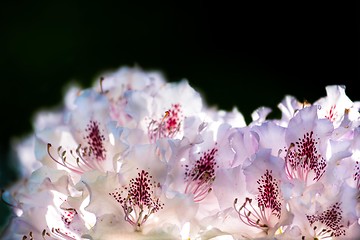 Image showing flower with white and purple blossom