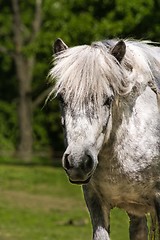 Image showing shetland pony