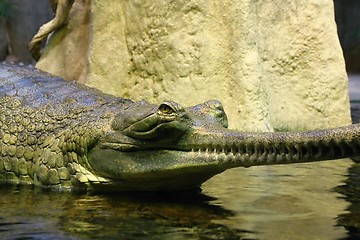 Image showing gavial