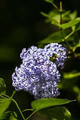 Image showing flower with blue blossom