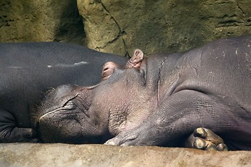 Image showing hippopotamus