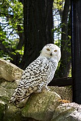 Image showing snowy owl