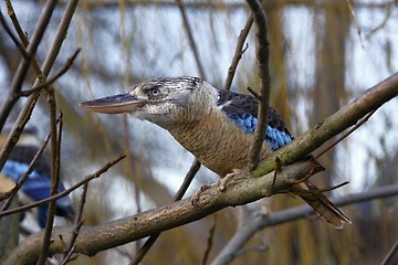 Image showing blue-winged kookaburra