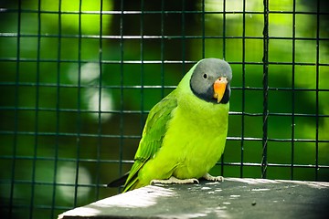 Image showing Slaty-headed parakeet