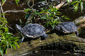 Image showing red-eared slider