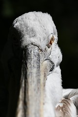 Image showing dalmatian pelican