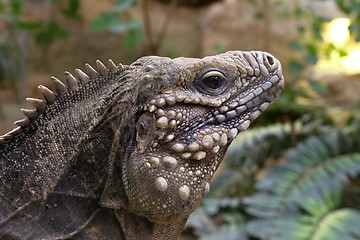 Image showing blue iguana