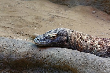 Image showing komodo dragon