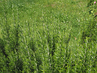 Image showing Rosemary plant