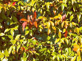 Image showing Retro look Green leaves