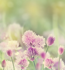 Image showing Chives Blossom