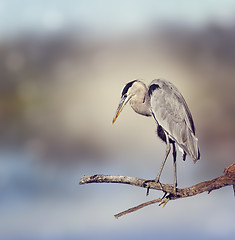 Image showing Great Blue Heron