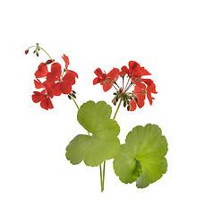 Image showing Geranium Flowers