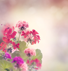 Image showing Geranium Flowers