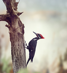 Image showing Pileated Woodpecker