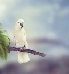 Image showing White Parrot