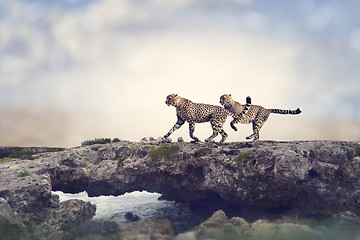 Image showing Two Cheetahs 