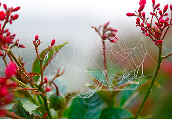 Image showing Dew on spider web