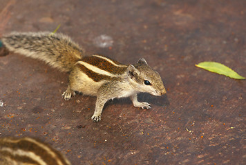 Image showing Chipmunk