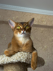 Image showing Abyssinian cat