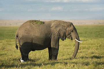 Image showing  African Bush Elephant