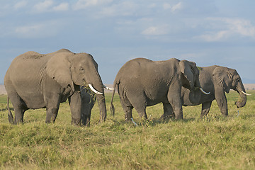 Image showing Land of elephants 