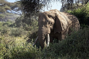 Image showing  African Bush Elephant