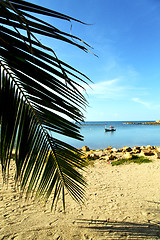 Image showing asia in    phangan  isle   beach    rocks pirogue palm  china se