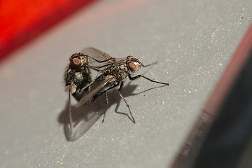 Image showing Flies mating