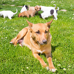 Image showing Mixed-breed cute little dog family.