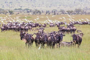 Image showing Herd of Wildebeests grazing in Serengeti.